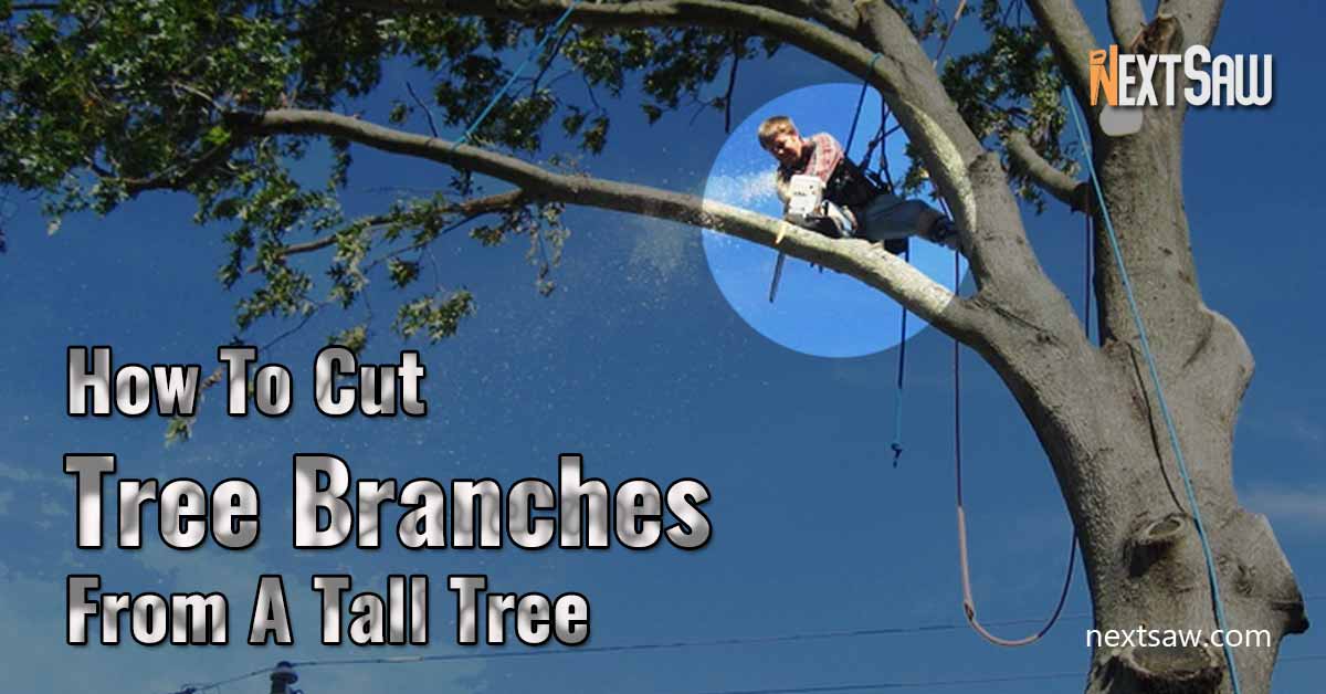 How To Cut Branches From A Tall Tree